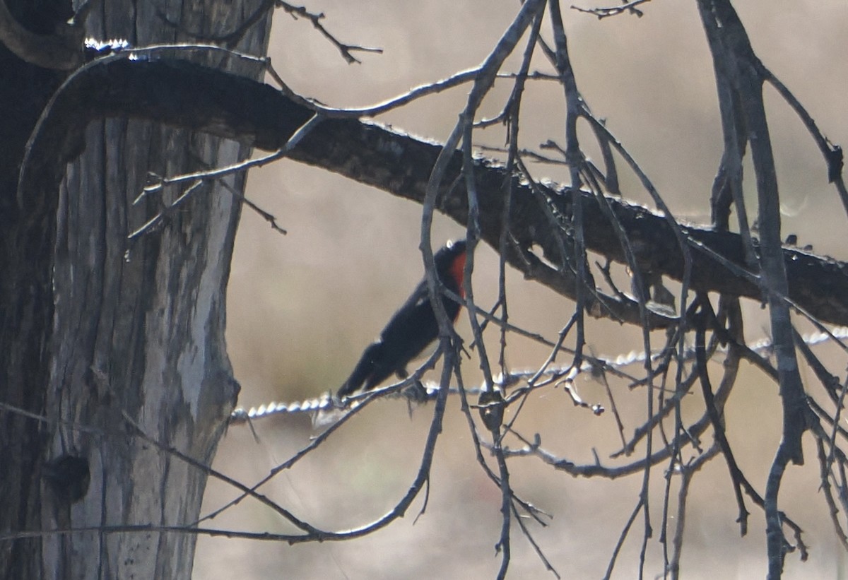 mistelteinfugl - ML645635939