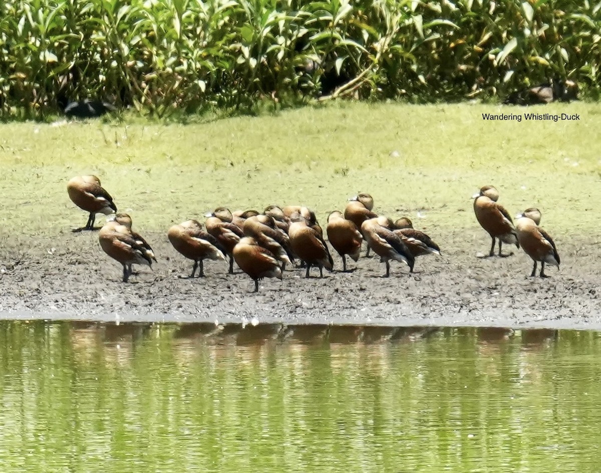 hetteplystreand - ML645635944