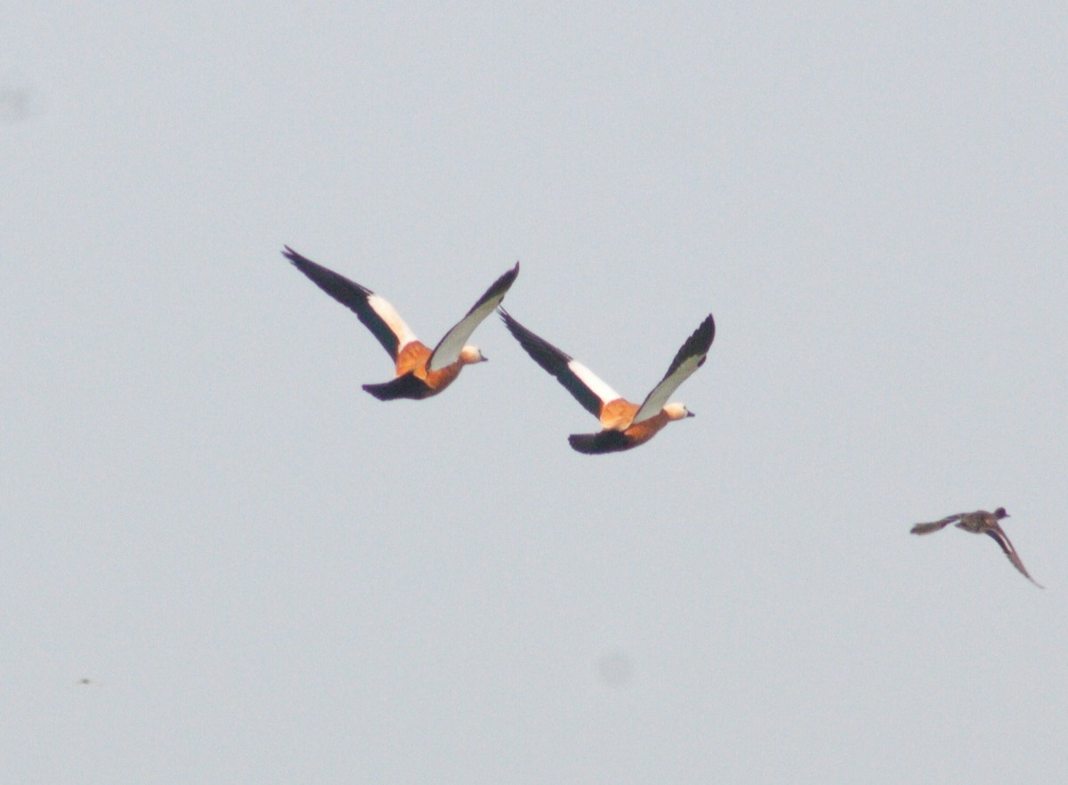 rustand - ML645635945