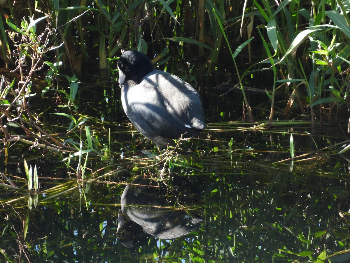 amerikasothøne - ML645635947