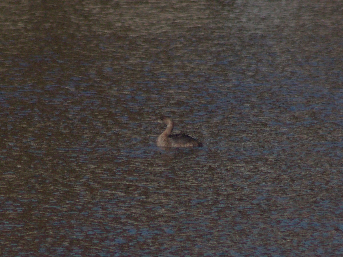 ringnebbdykker - ML645635949