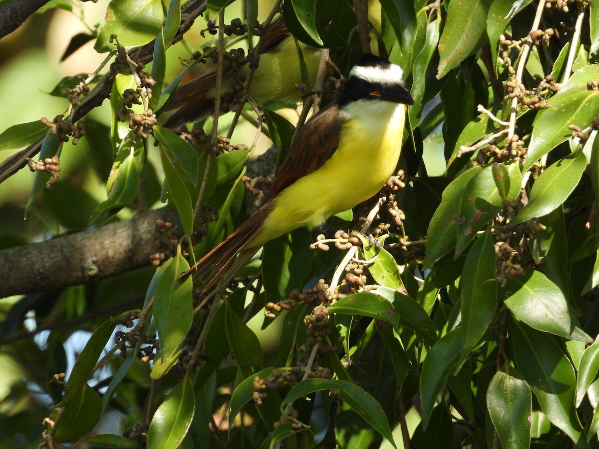 Great Kiskadee - ML645635964