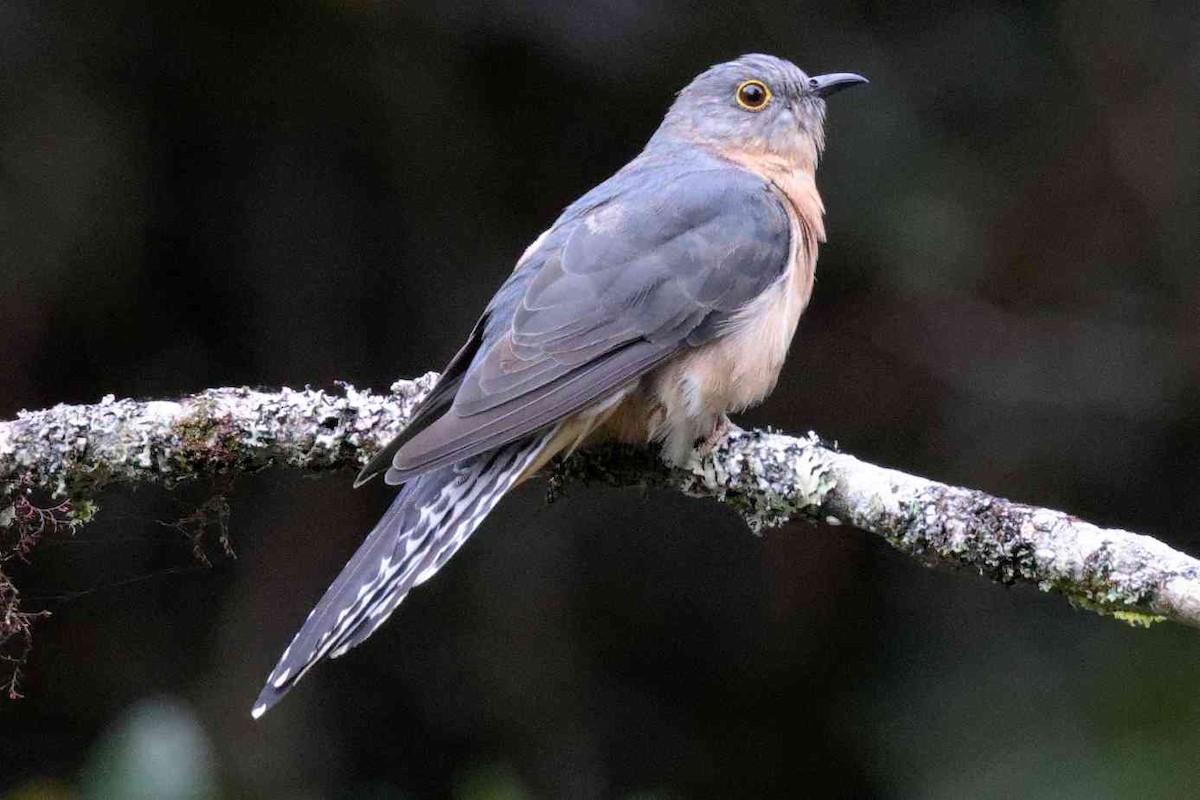 Coucou à éventail - ML645635965