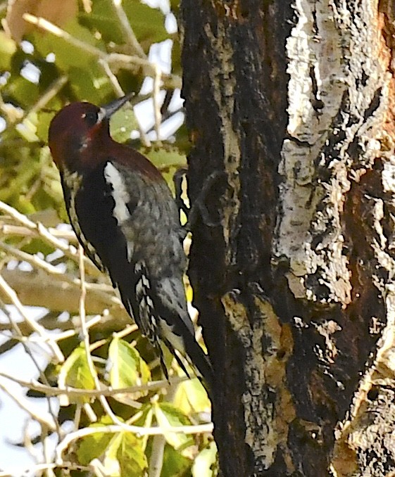 Red-breasted Sapsucker - ML645635969