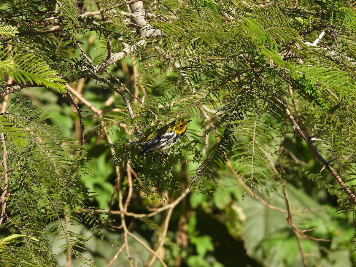 Black-throated Green Warbler - ML645635970