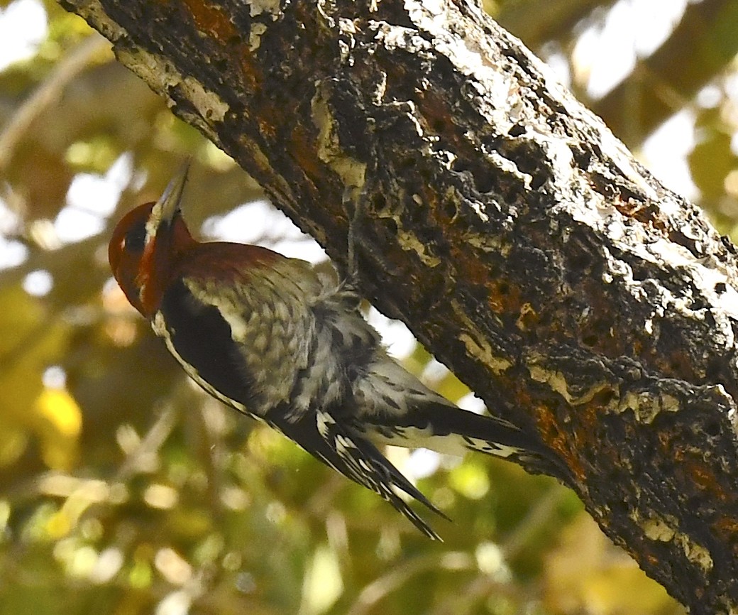 Red-breasted Sapsucker - ML645635971