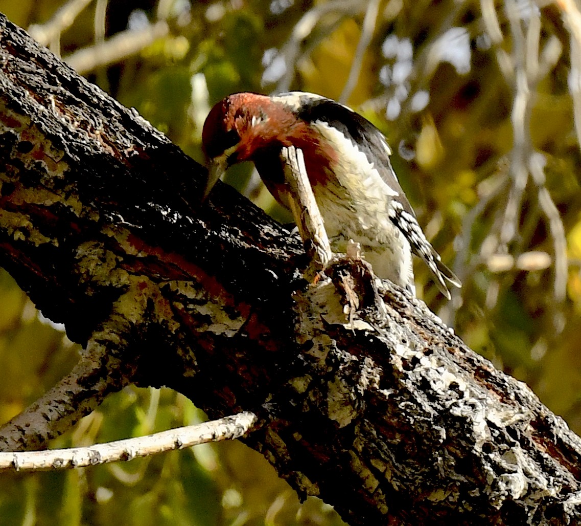 Red-breasted Sapsucker - ML645635972