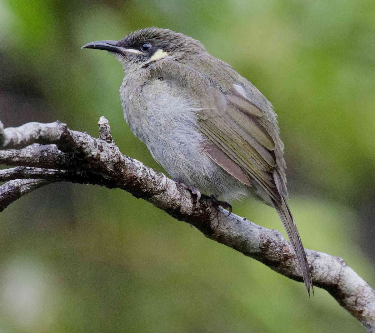 Медолюб великий - ML645635982