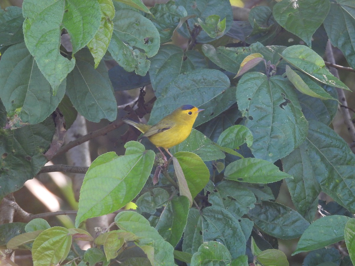 Wilson's Warbler - ML645635983