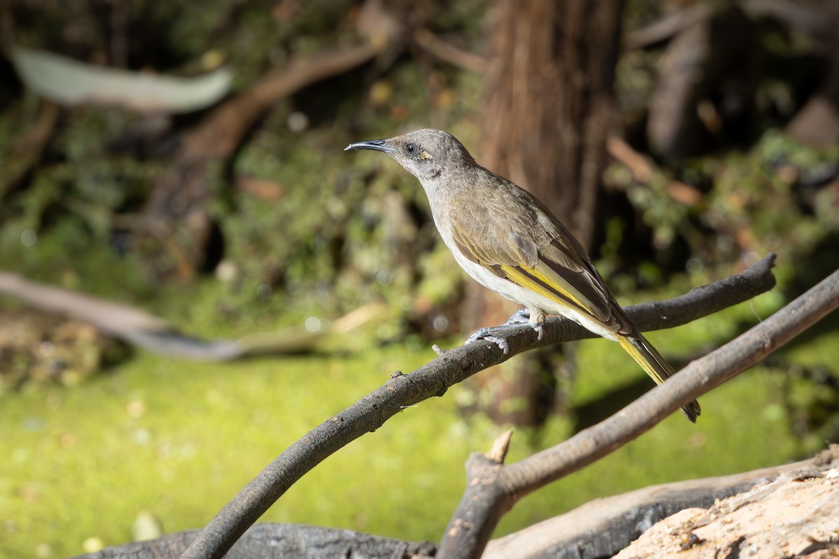 Медовець бурий - ML645635985