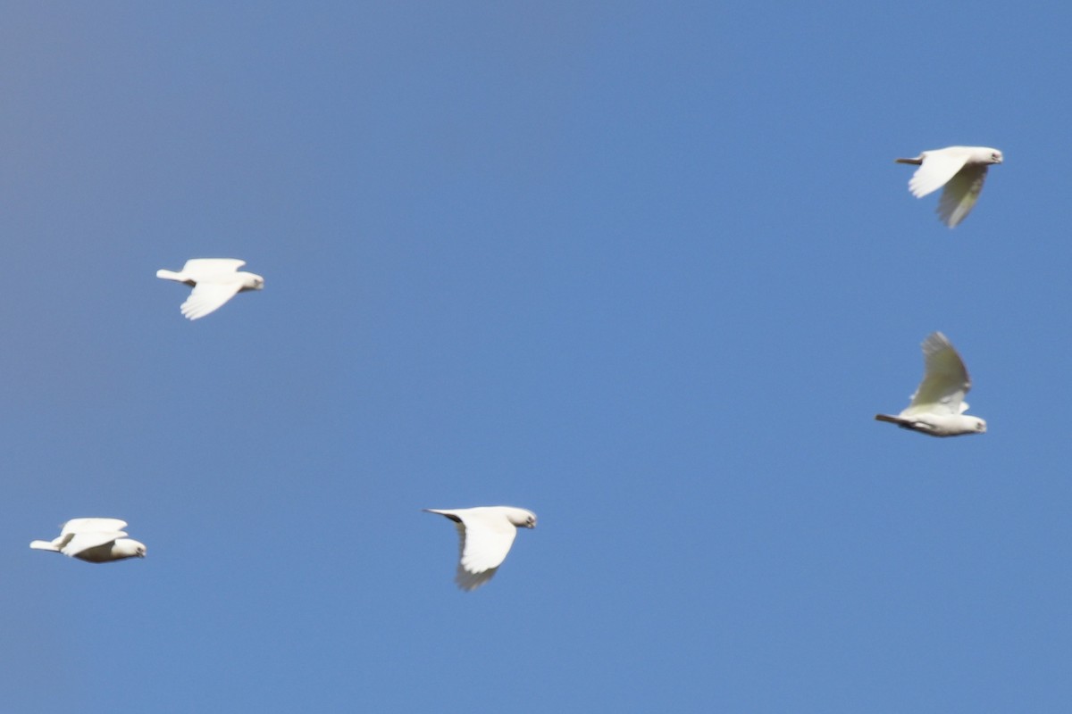 Какаду малий - ML645635986