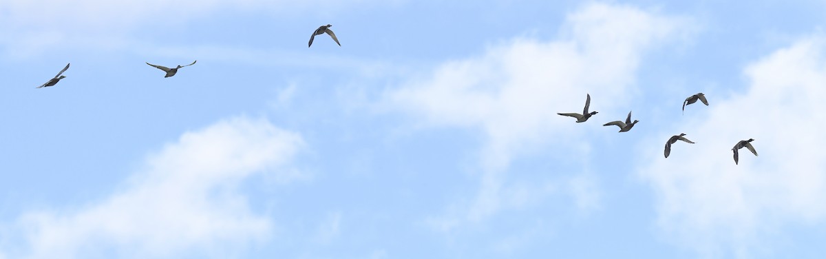 Крижень звичайний - ML645635988