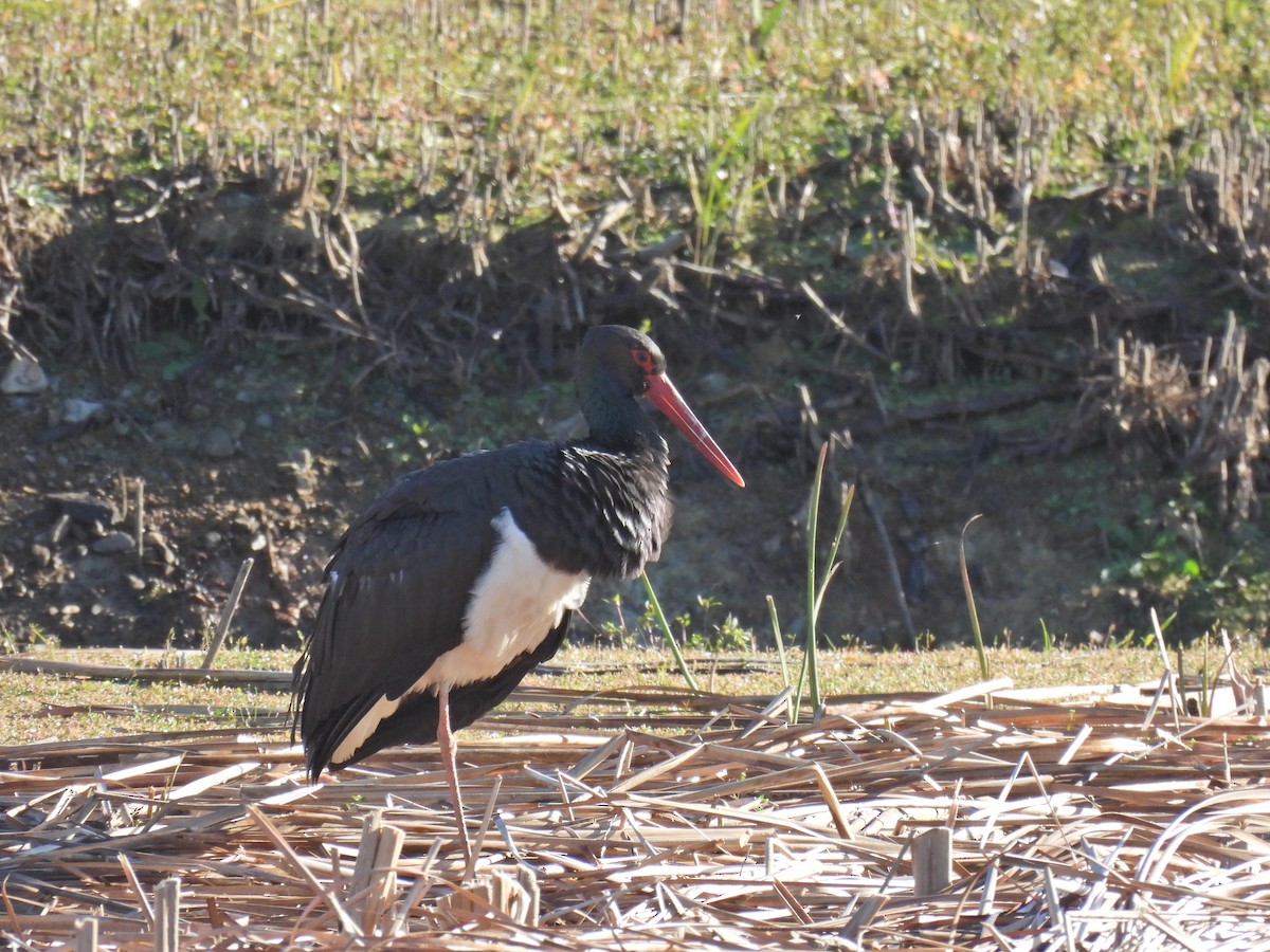 Black Stork - ML645635990
