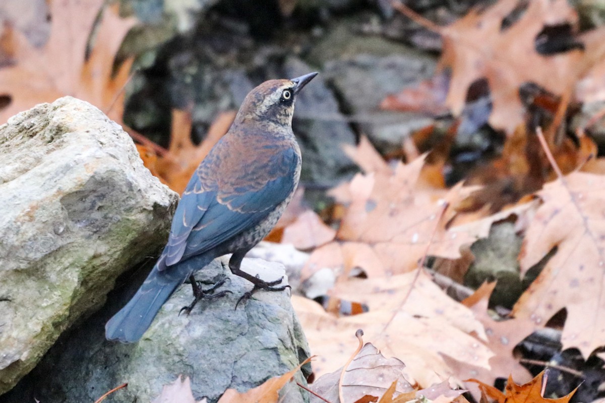 Трупіалець північний - ML645635992