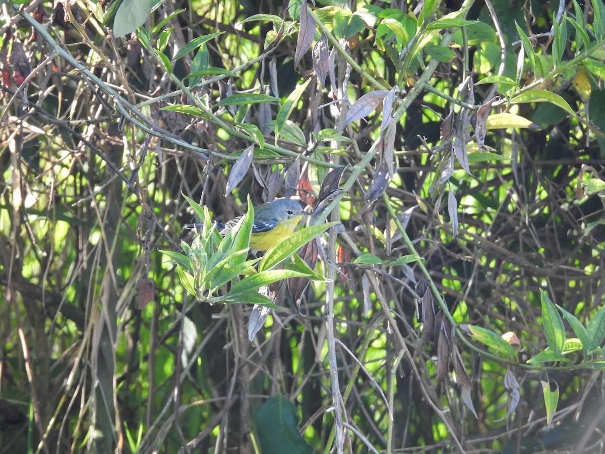 Пісняр-лісовик канадський - ML645635995