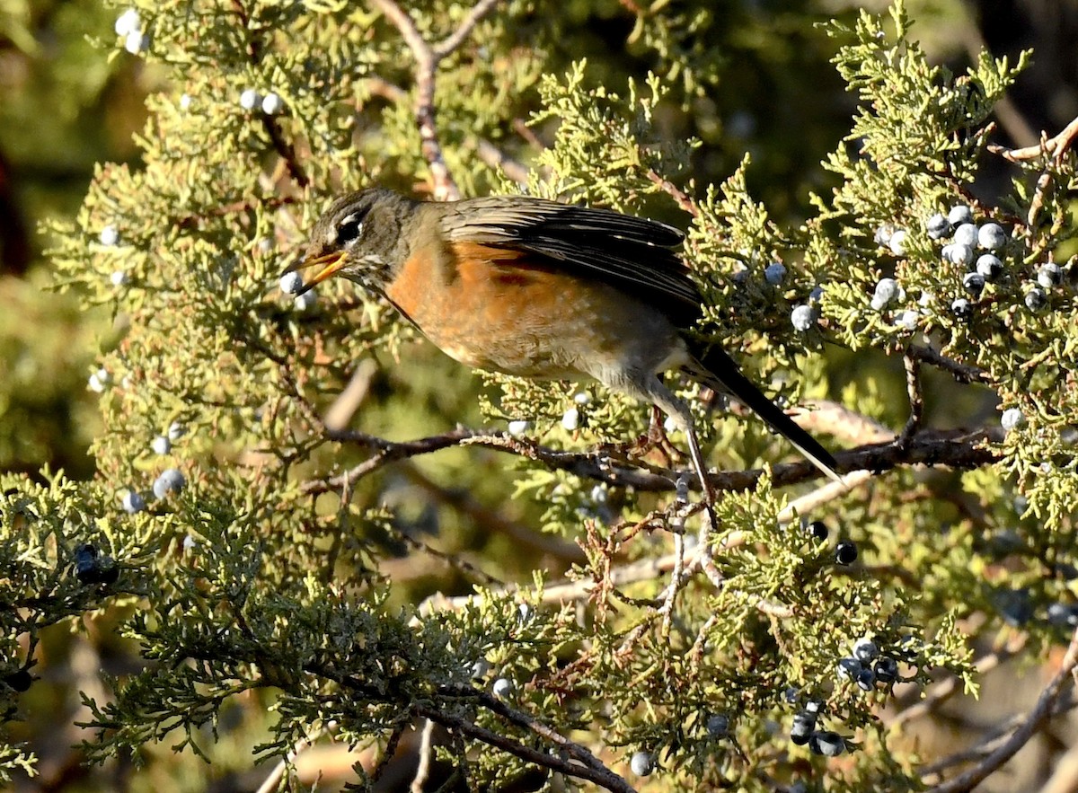 Дрізд мандрівний - ML645635996