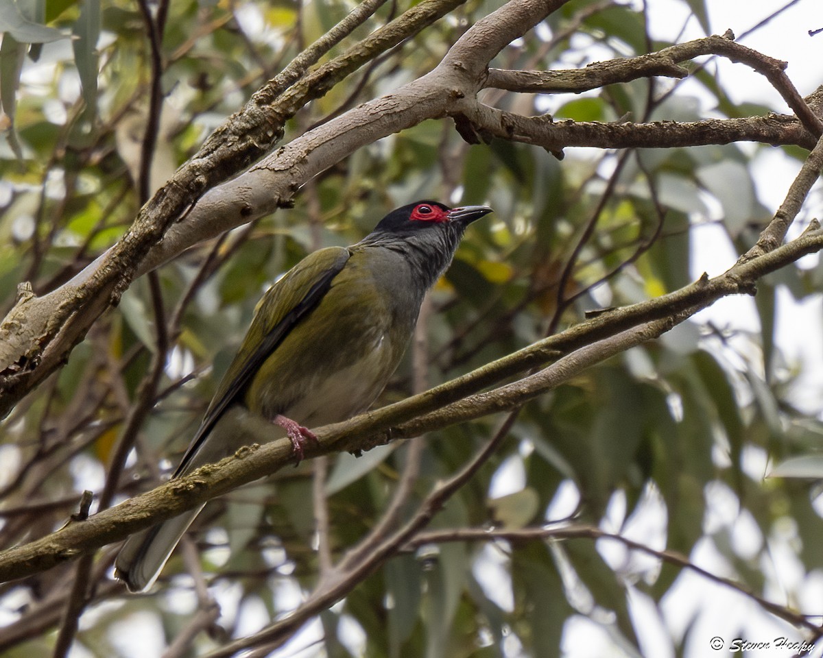 Телюга австралійська - ML645635997