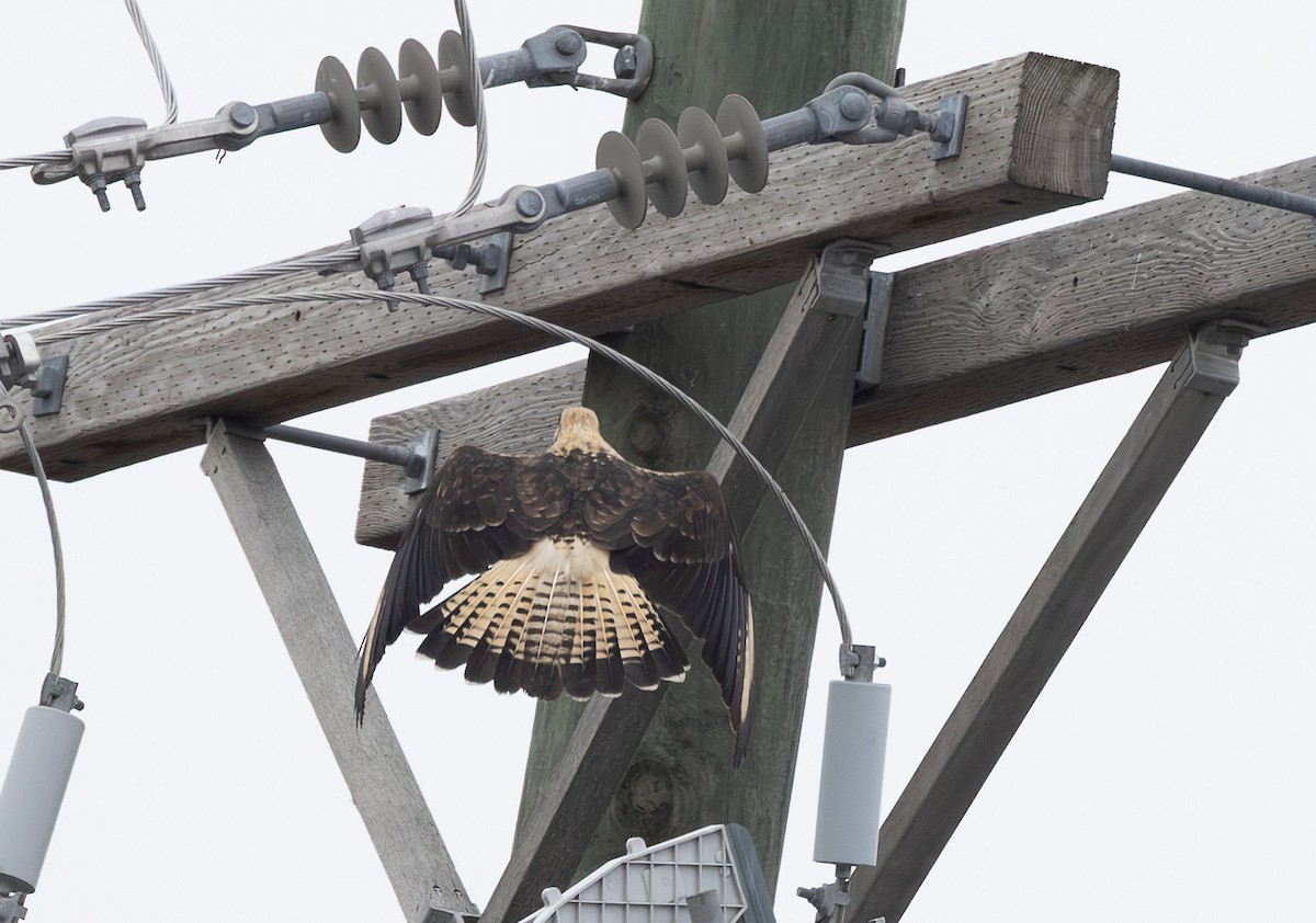 Хімахіма - ML645635998