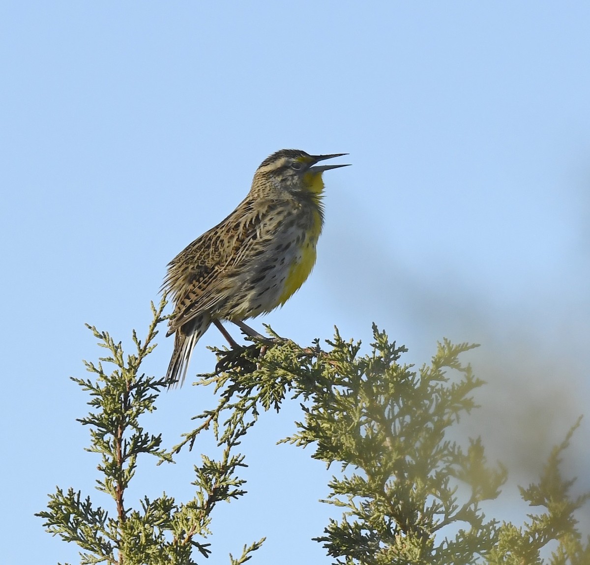 Шпаркос західний - ML645636000
