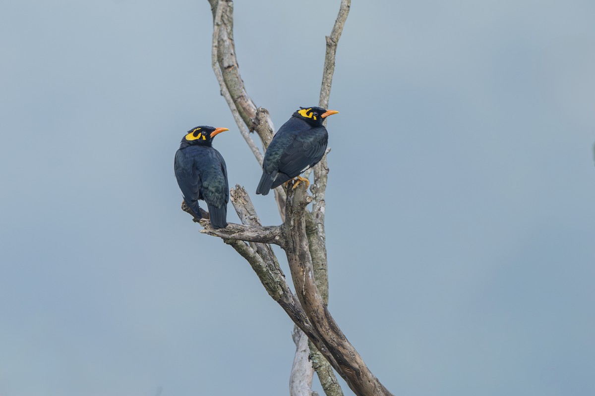 Indienbeo - ML645636003