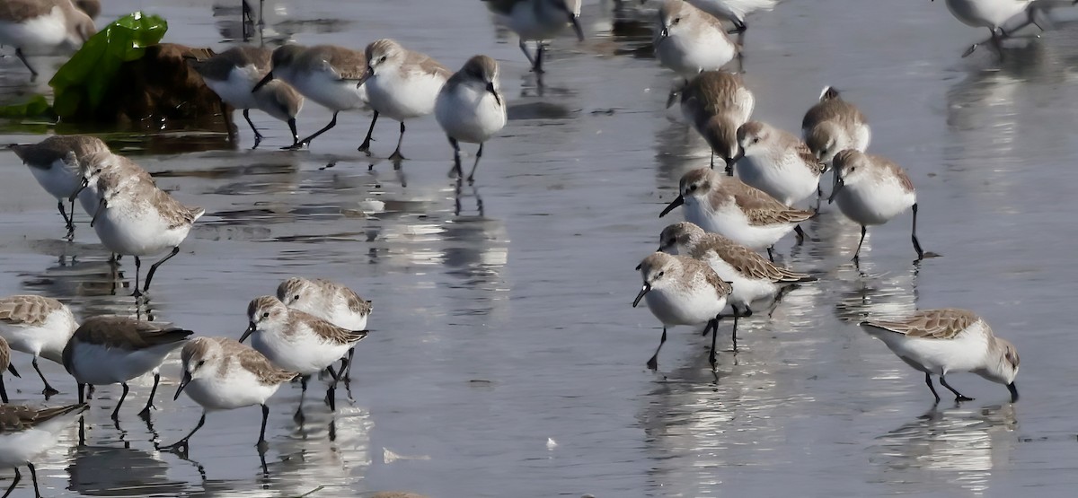Побережник аляскинський - ML645636004