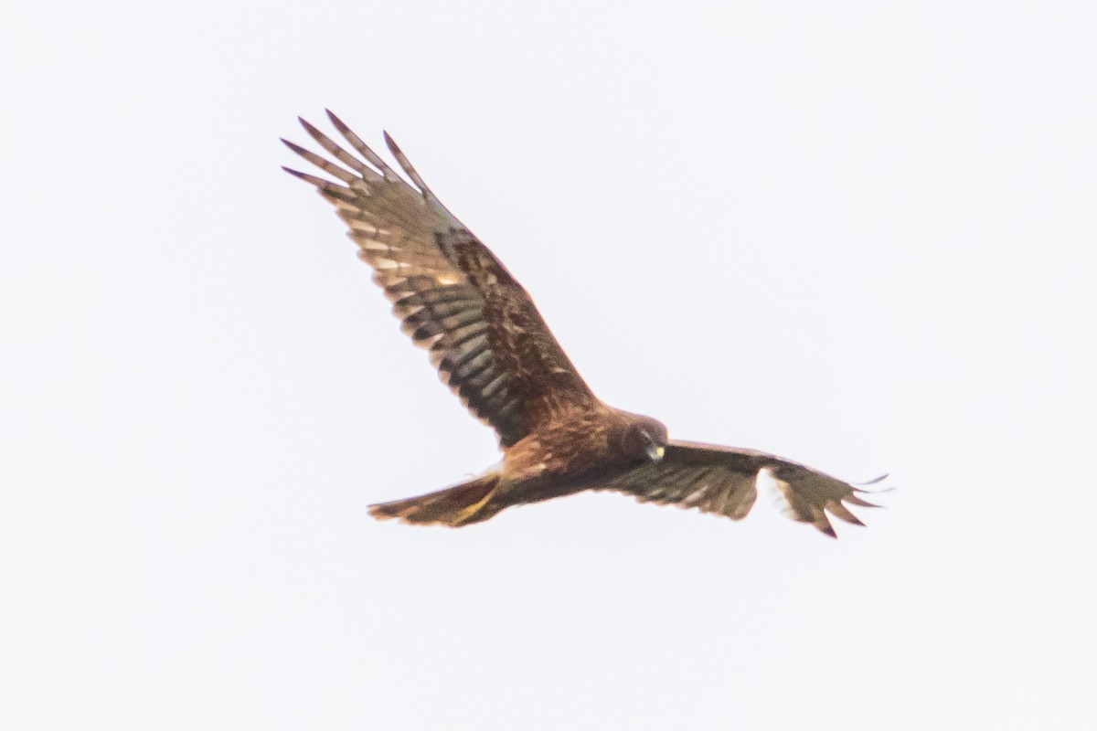 Лунь південний - ML645636005