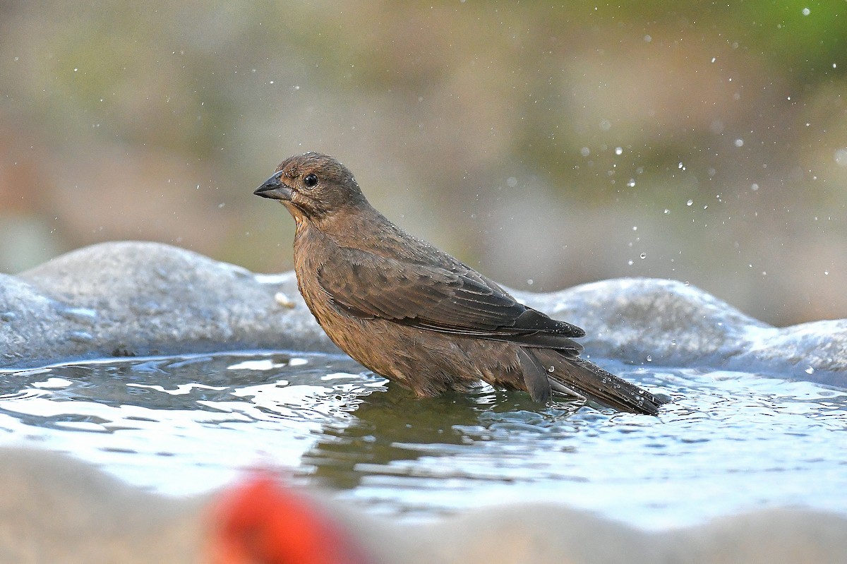 Вашер буроголовий - ML645636007