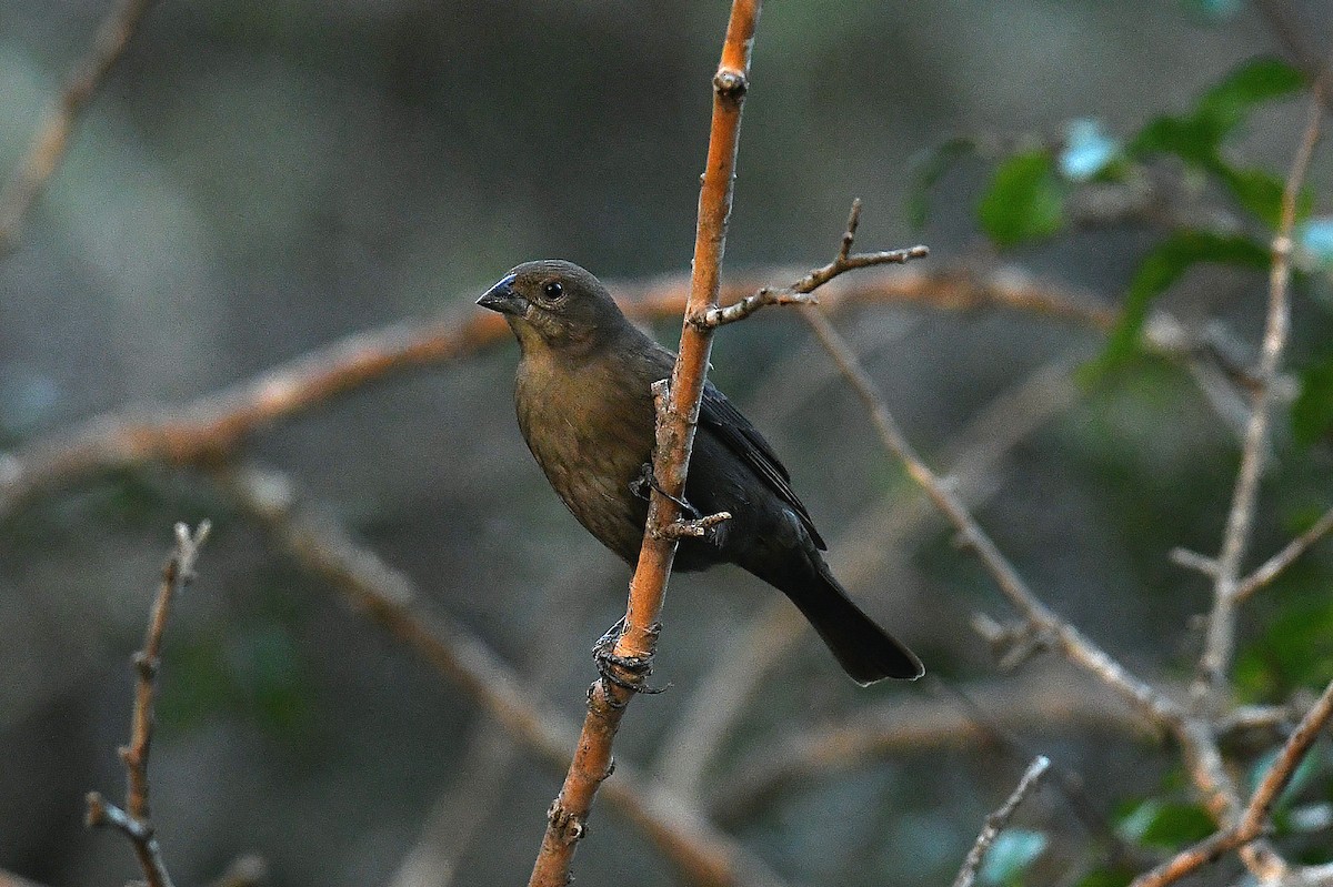 Вашер буроголовий - ML645636009