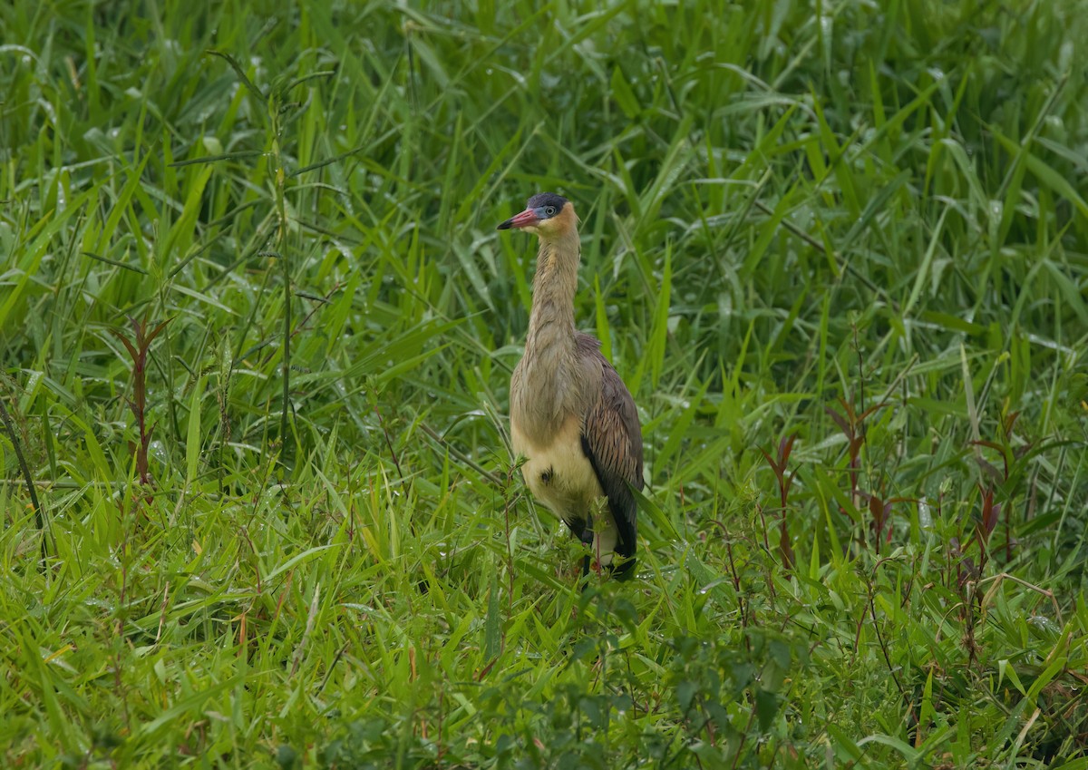 Чапля-свистун - ML645636010