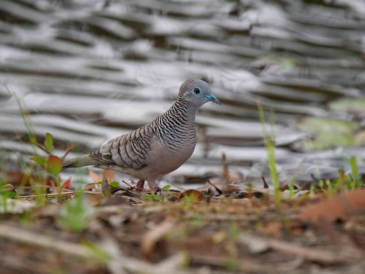 Friedenstäubchen - ML645636011