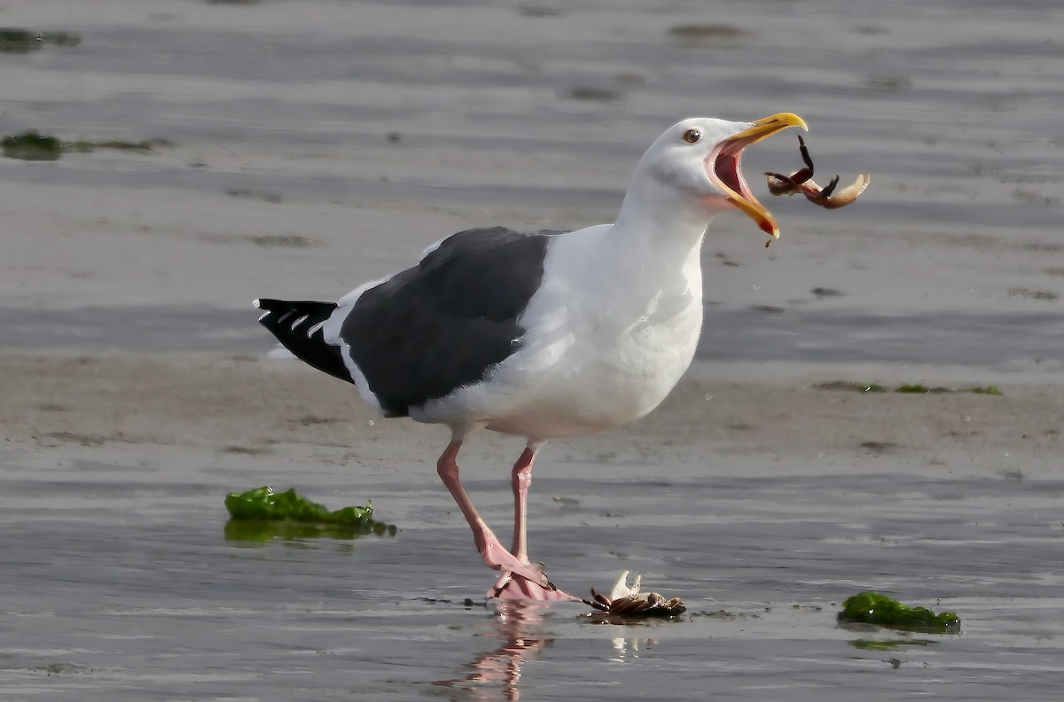 Мартин західний - ML645636016