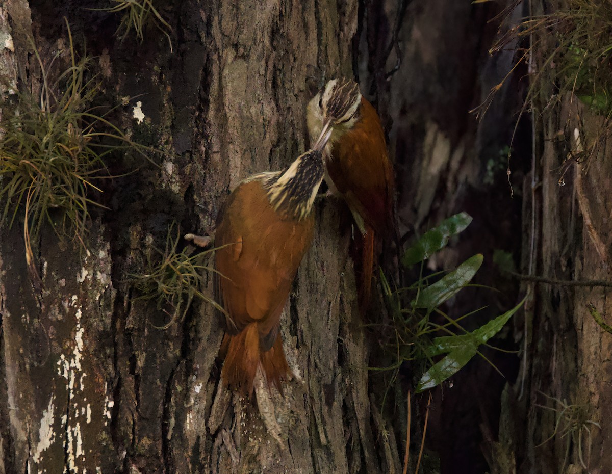 Дереволаз вузькодзьобий - ML645636020