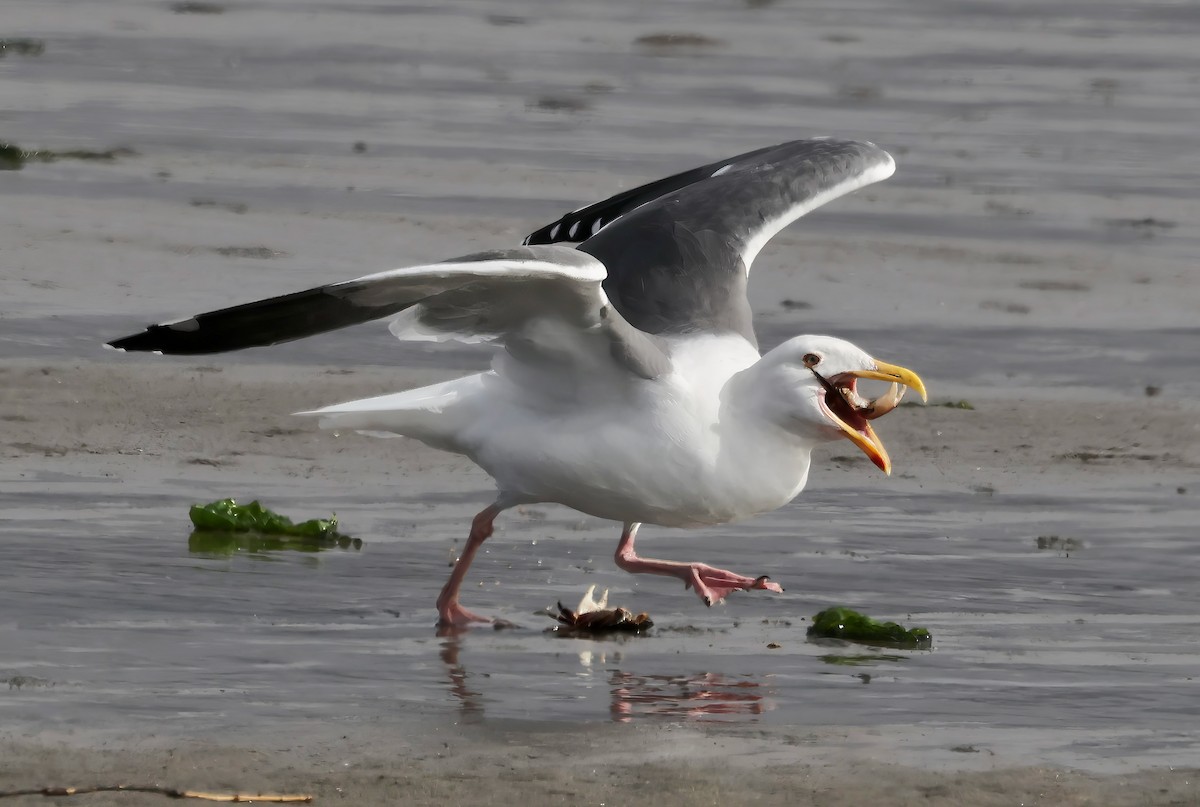 Мартин західний - ML645636022