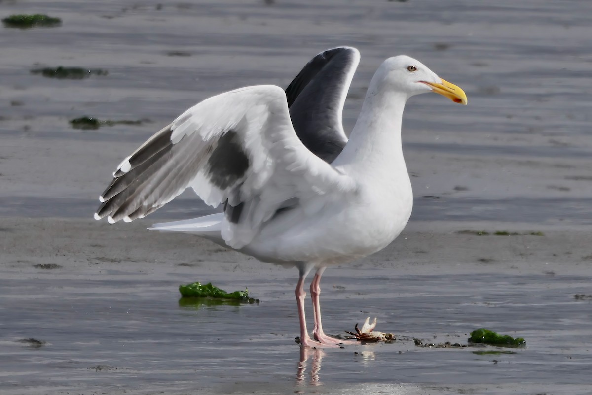 Westmöwe - ML645636024