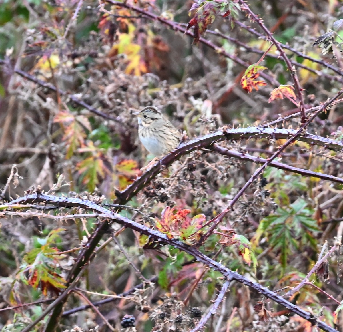 Lincolnammer - ML645636025