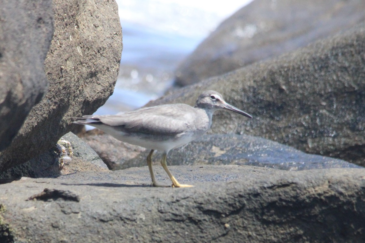 Wanderwasserläufer - ML645636027