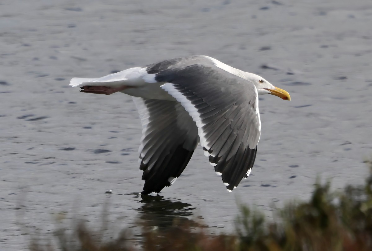 Westmöwe - ML645636028