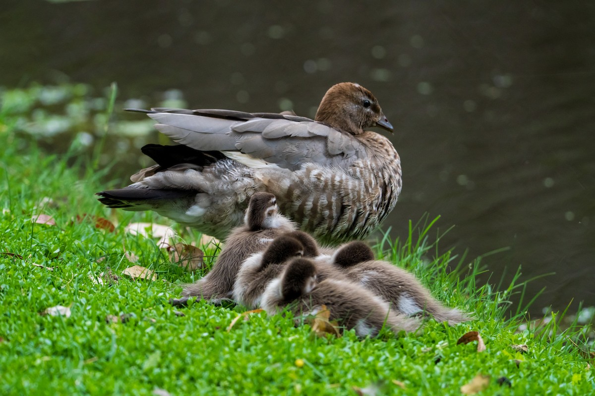 Mähnenente - ML645636029