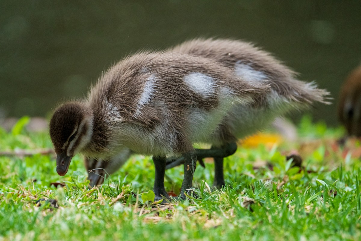 Mähnenente - ML645636030