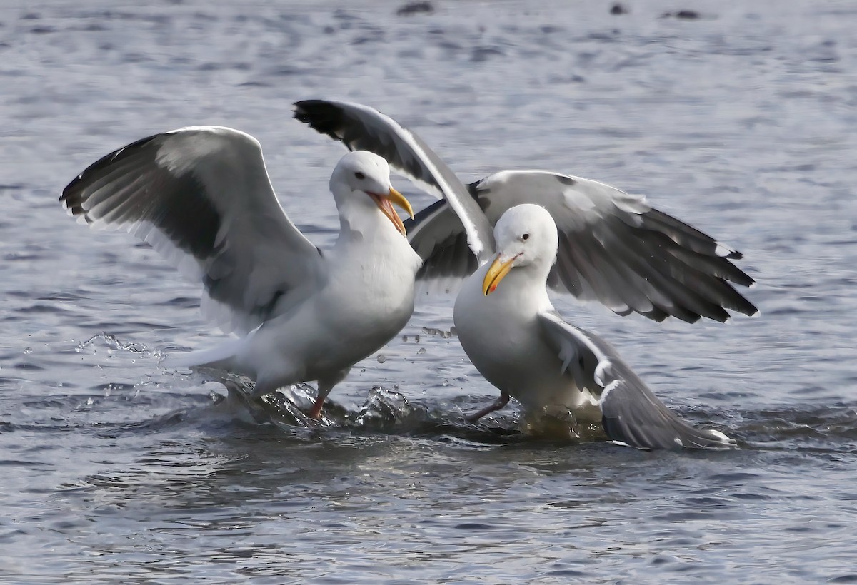 Westmöwe - ML645636031