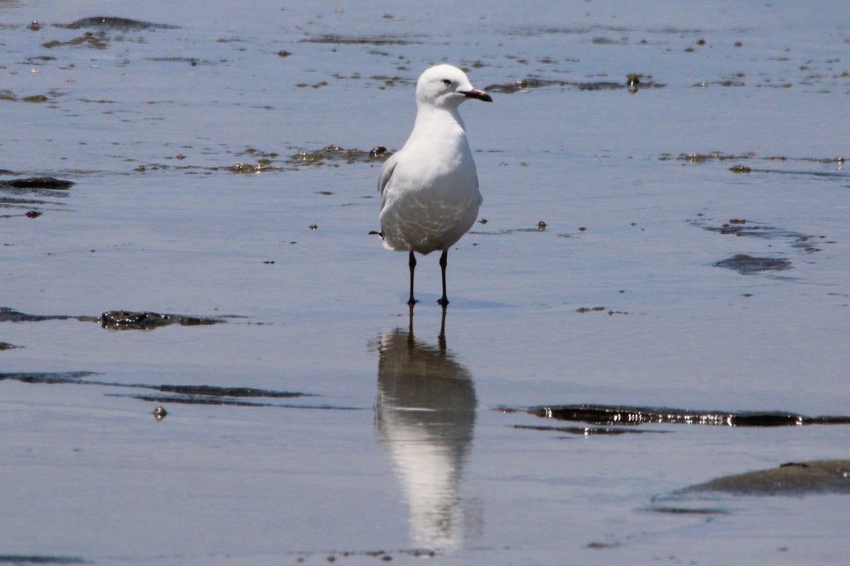 Silberkopfmöwe - ML645636033