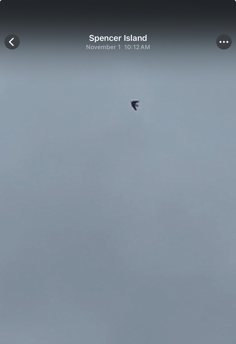 Violet-green Swallow - ML645636034