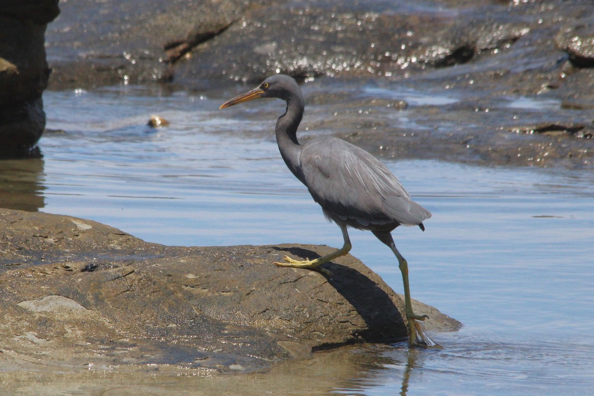 Riffreiher - ML645636036