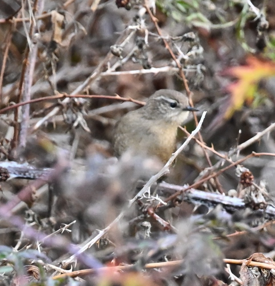 Pazifikzaunkönig (pacificus) - ML645636040