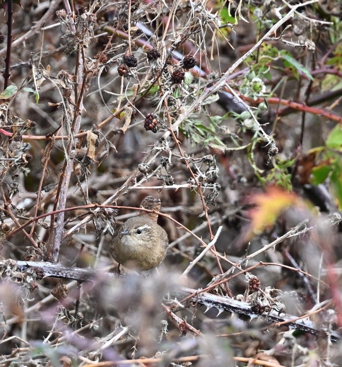 Pazifikzaunkönig (pacificus) - ML645636041