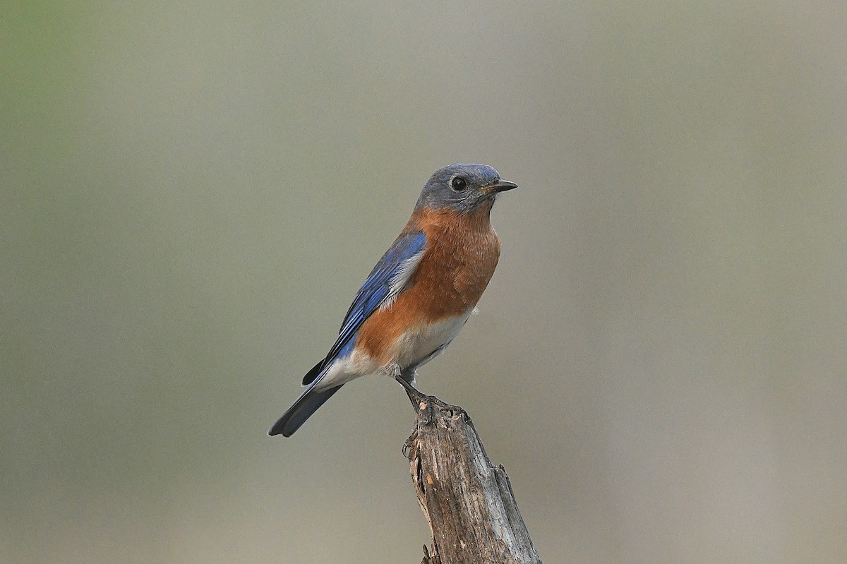 Rotkehl-Hüttensänger - ML645636043