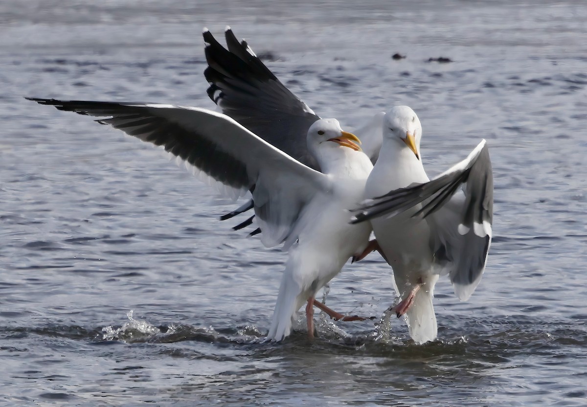 Westmöwe - ML645636044