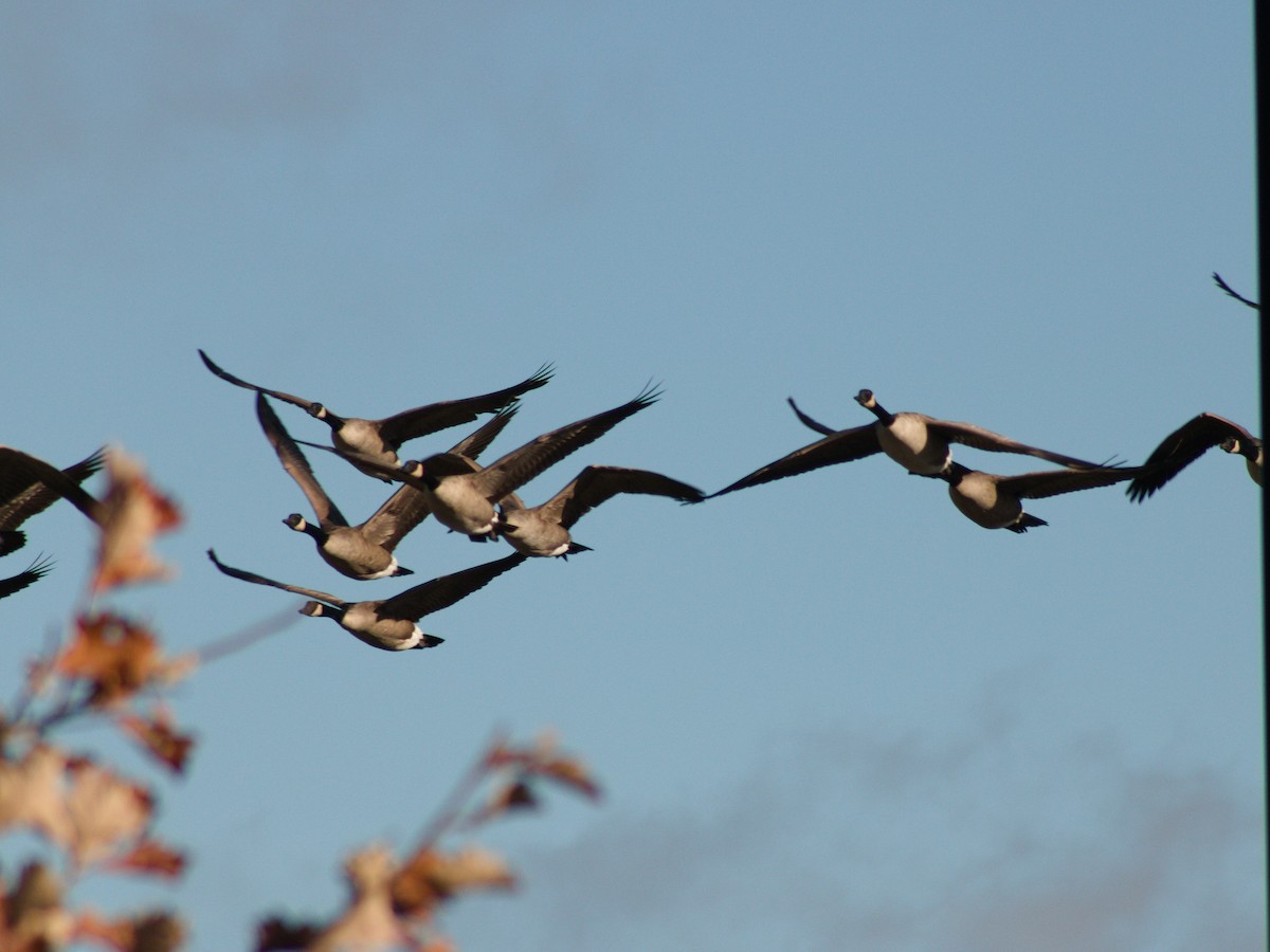 Kanadagans - ML645636045