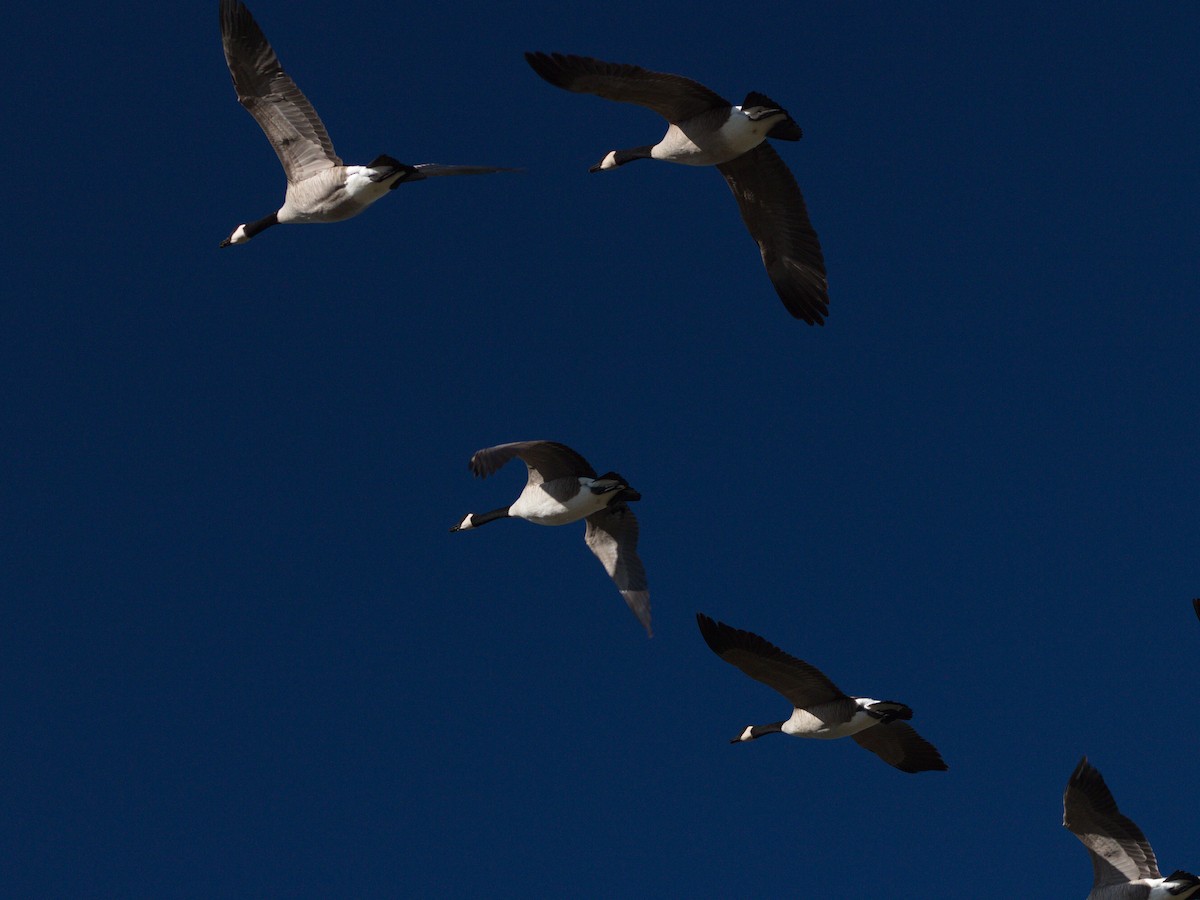 カナダガン - ML645636046