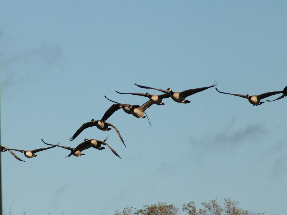 Canada Goose - ML645636047